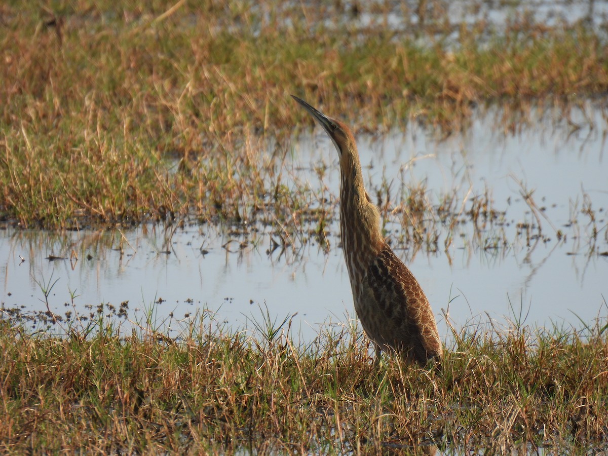 American Bittern - ML645451019