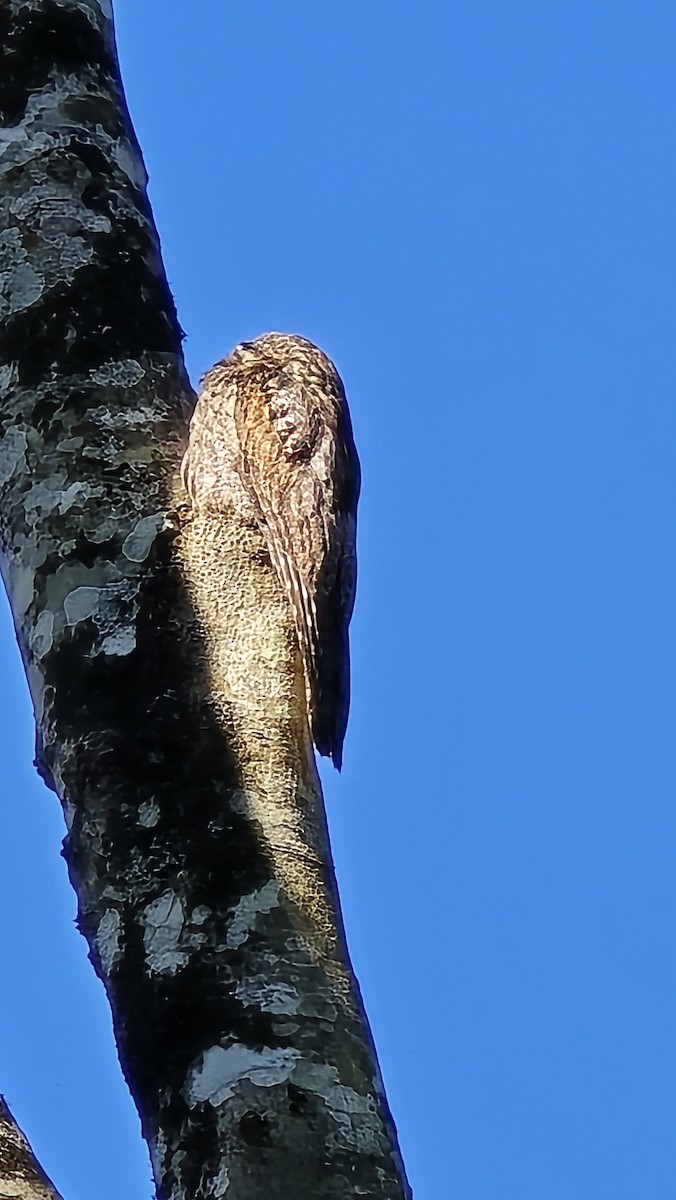 Nictibio Urutaú - ML645451021