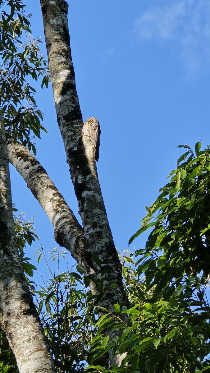 Nictibio Urutaú - ML645451023