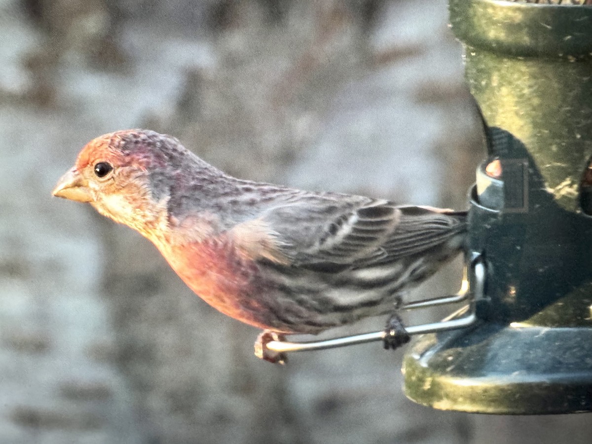 House Finch - ML645451031