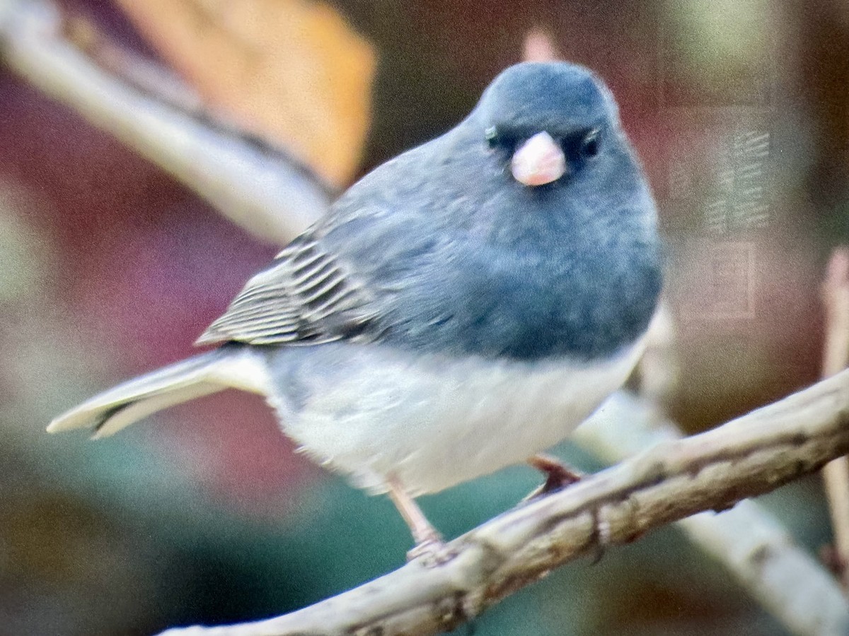 Dark-eyed Junco - ML645451035