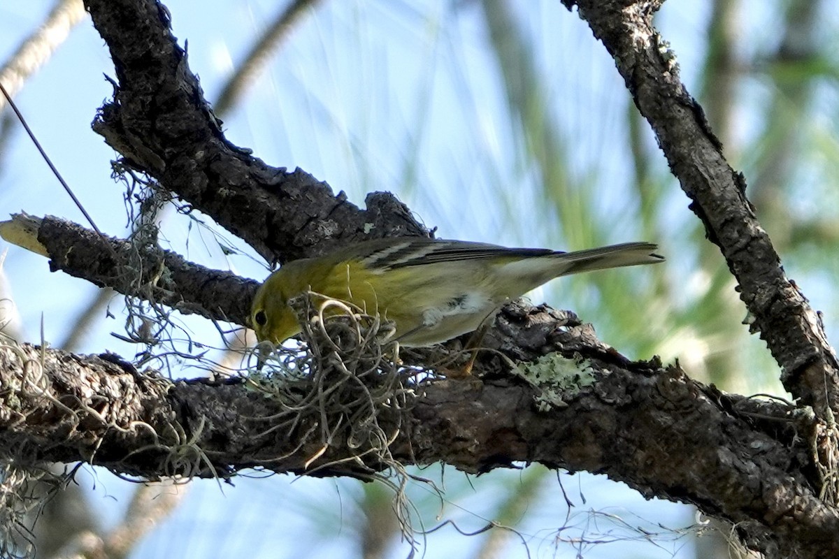 Pine Warbler - ML645451037