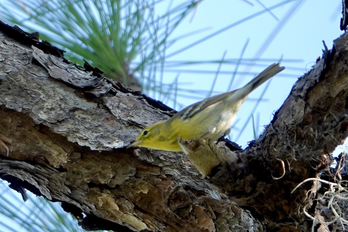 Pine Warbler - ML645451038