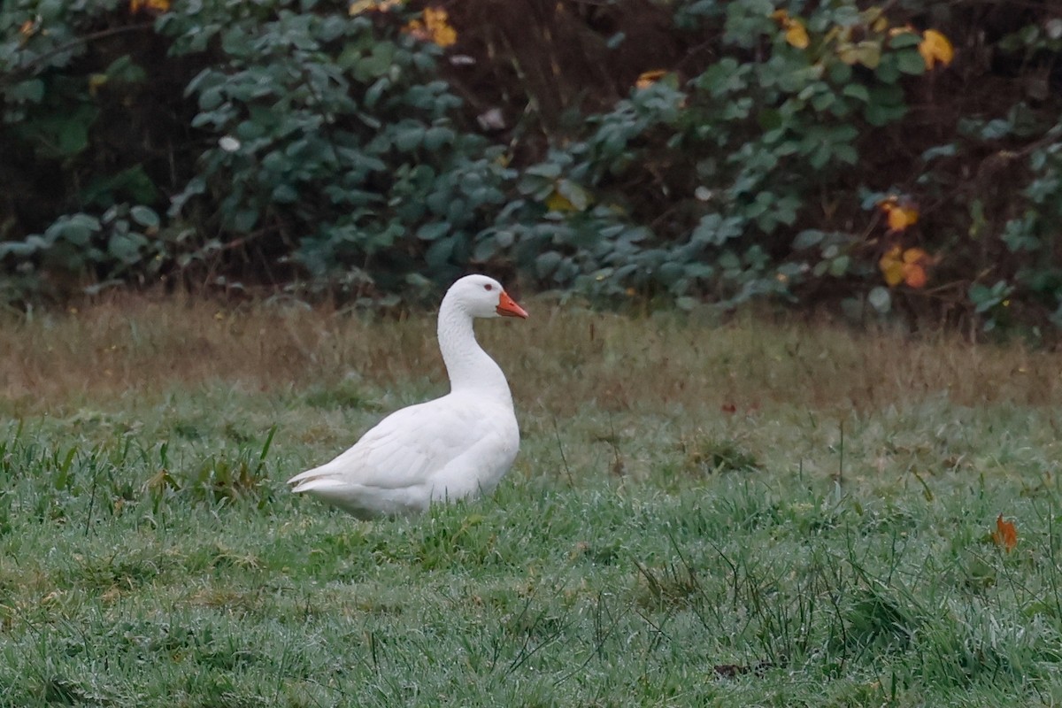 Domestic goose sp. (Domestic type) - ML645451040