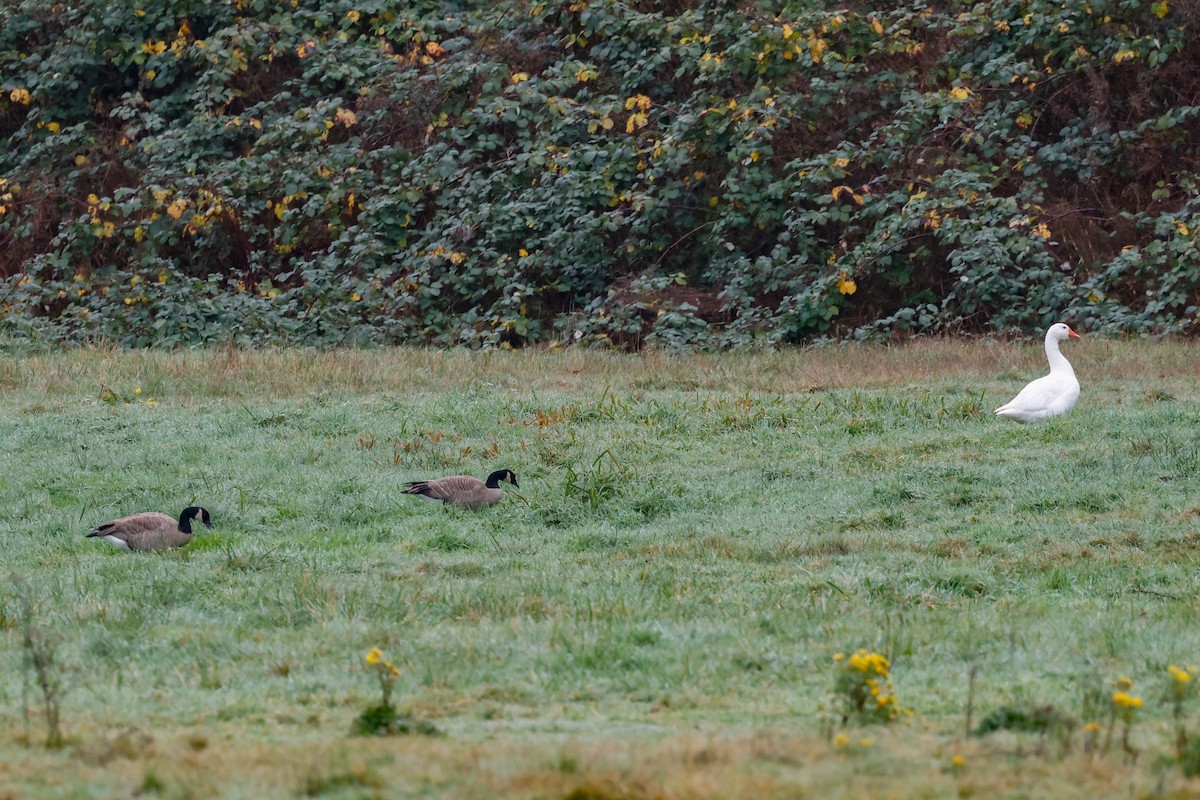 Domestic goose sp. (Domestic type) - ML645451041