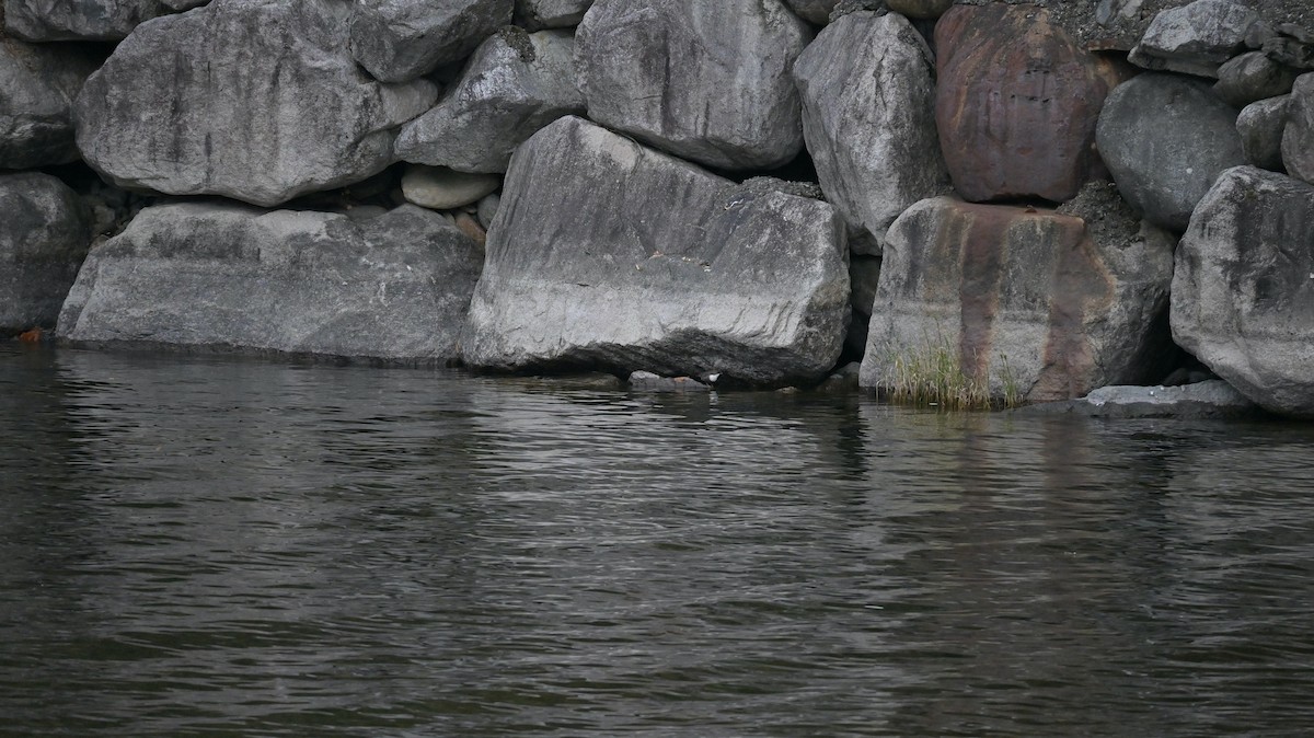 White-throated Dipper - ML645451042