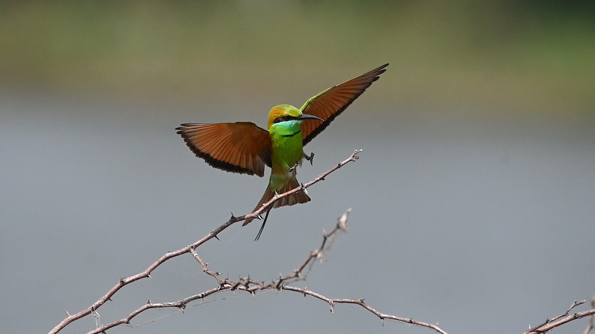 Бджолоїдка мала - ML645451044