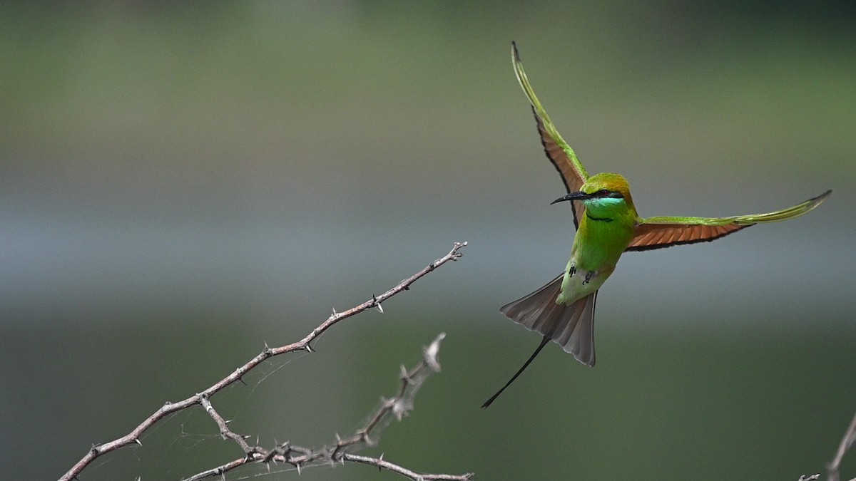 Бджолоїдка мала - ML645451045