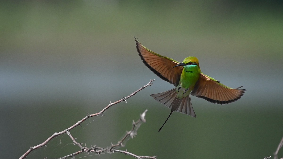 Бджолоїдка мала - ML645451046