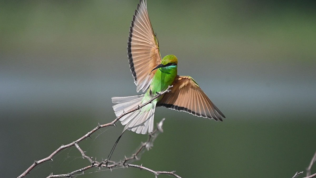 Бджолоїдка мала - ML645451047