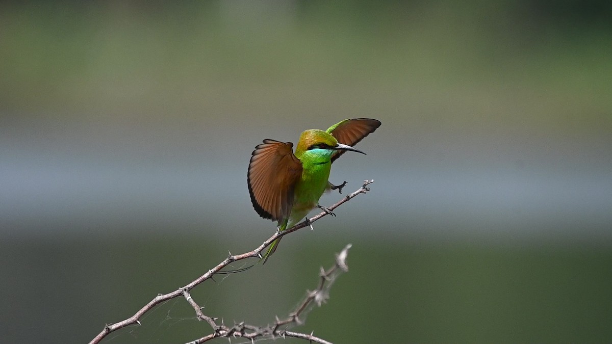 Бджолоїдка мала - ML645451048