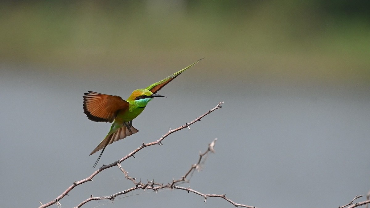 Бджолоїдка мала - ML645451049