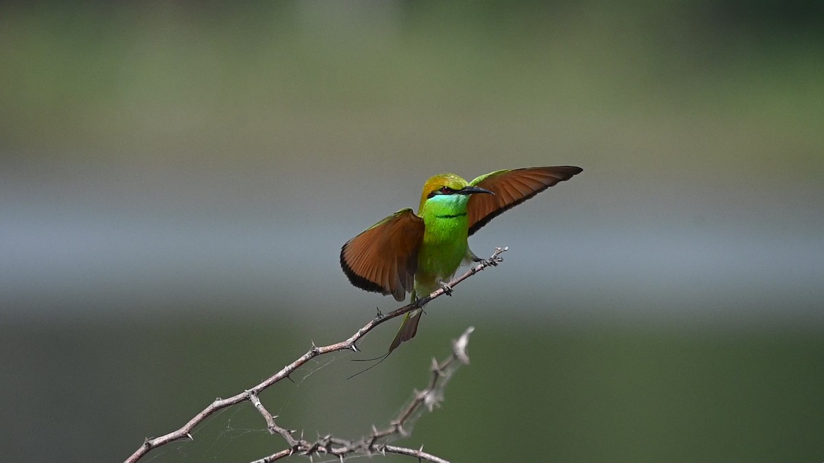 Бджолоїдка мала - ML645451050