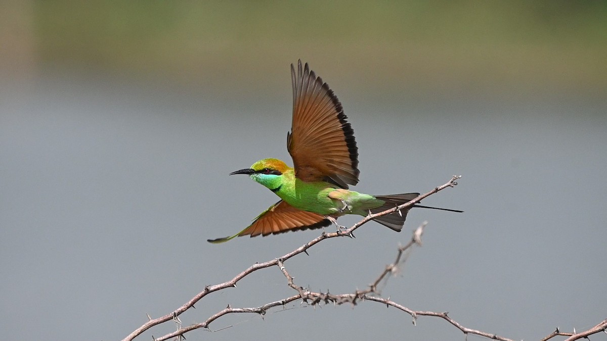 Бджолоїдка мала - ML645451051