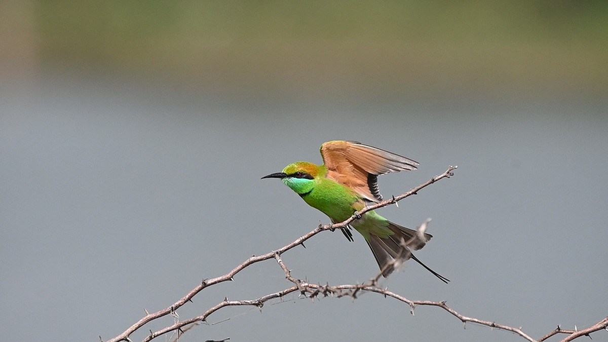 Бджолоїдка мала - ML645451052