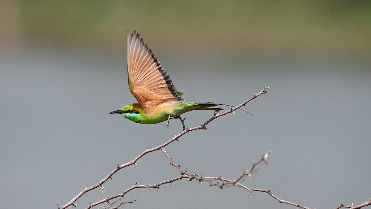 Бджолоїдка мала - ML645451053