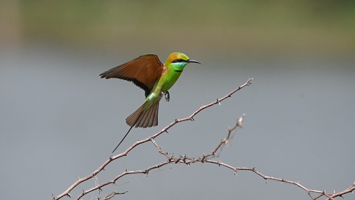 Бджолоїдка мала - ML645451054