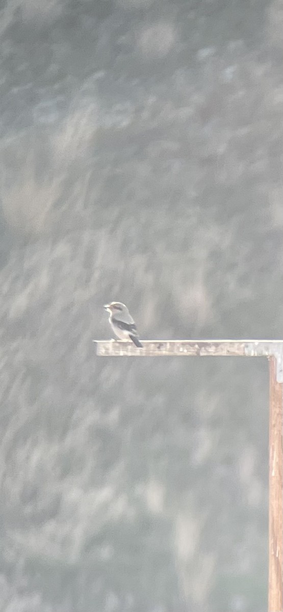 ťuhýk severní - ML645451062