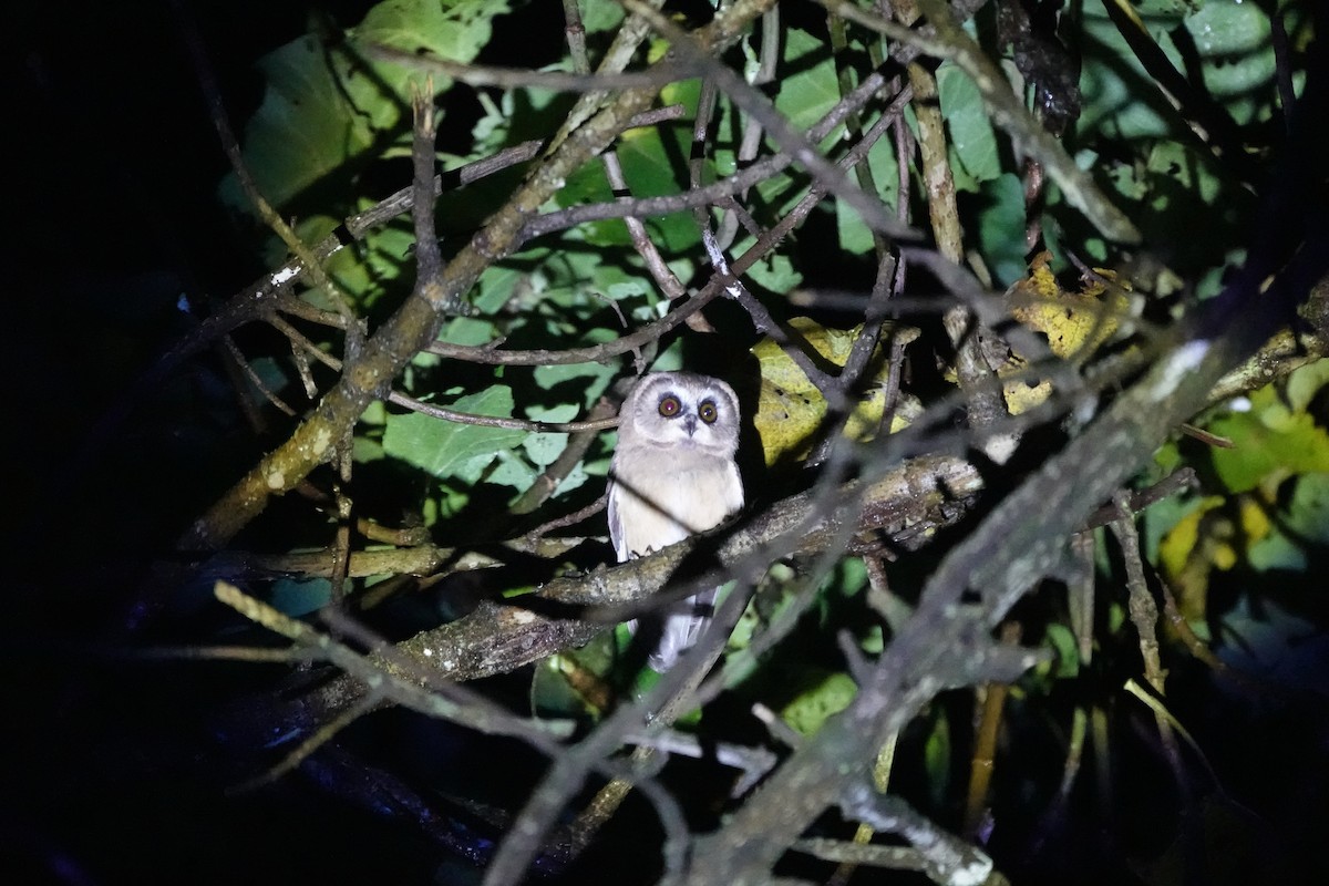 Unspotted Saw-whet Owl - ML645451069