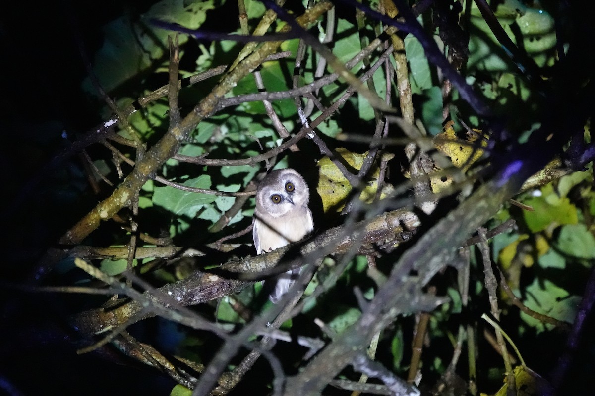 Unspotted Saw-whet Owl - ML645451070