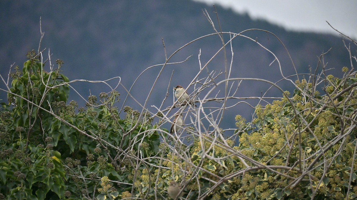 Italian Sparrow - ML645451095