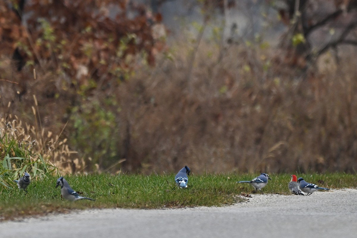 Blue Jay - ML645451096