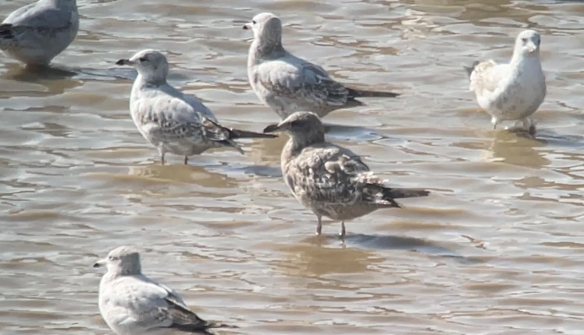 Мартиновий sp. - ML645451103