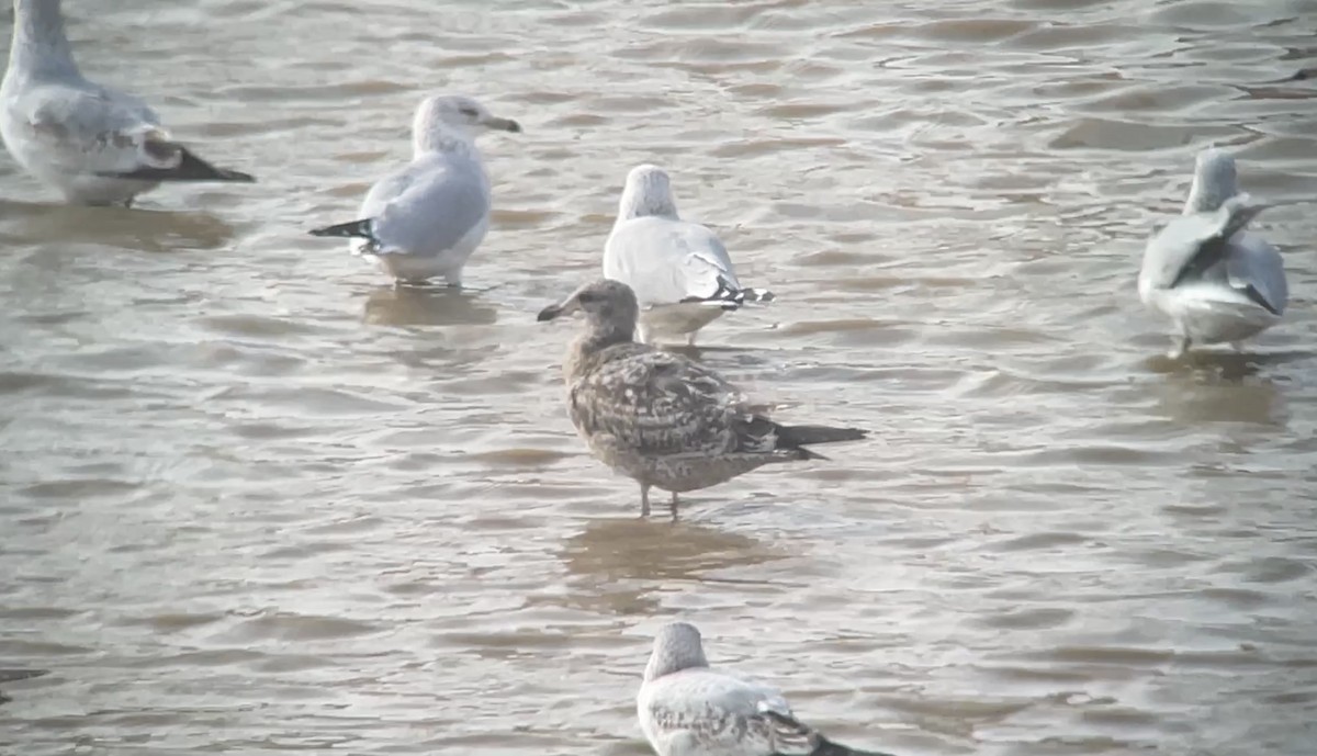 Мартиновий sp. - ML645451104