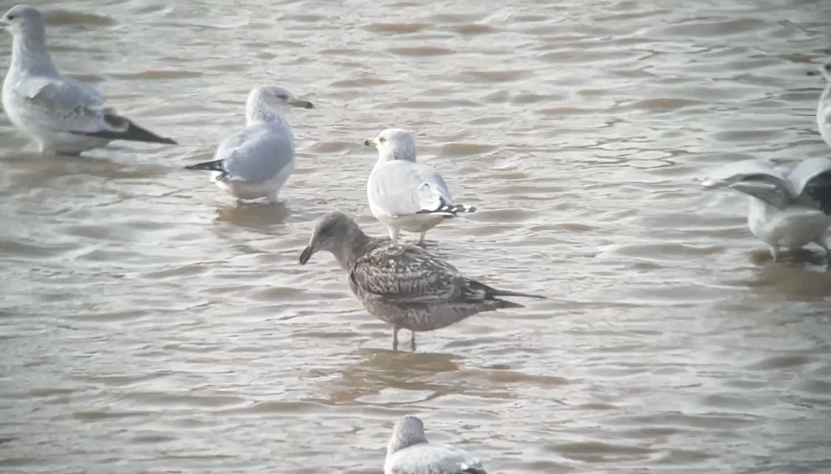 Мартиновий sp. - ML645451105