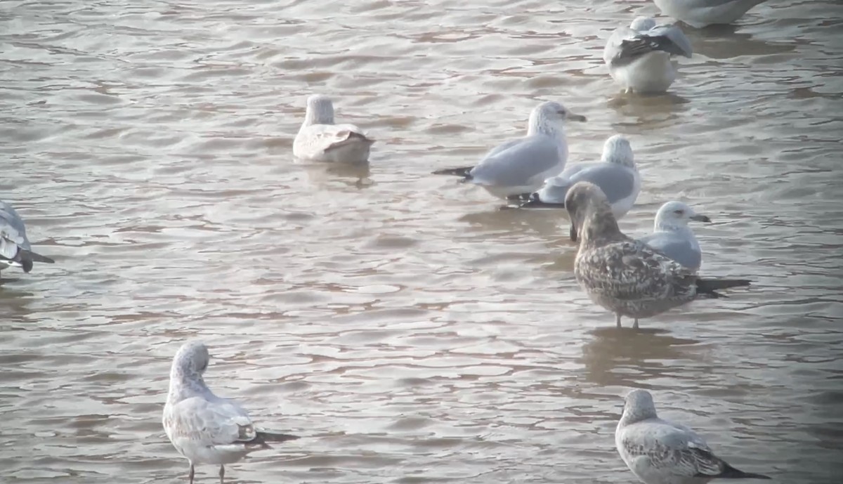 Мартиновий sp. - ML645451106