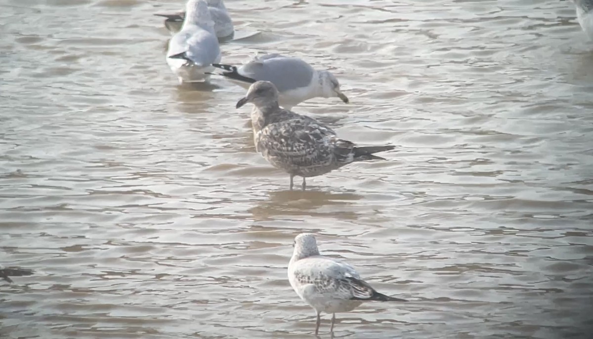 Мартиновий sp. - ML645451107