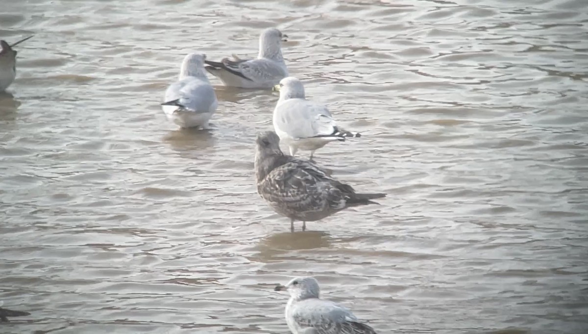 Мартиновий sp. - ML645451108