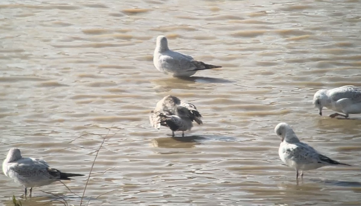 Мартиновий sp. - ML645451109