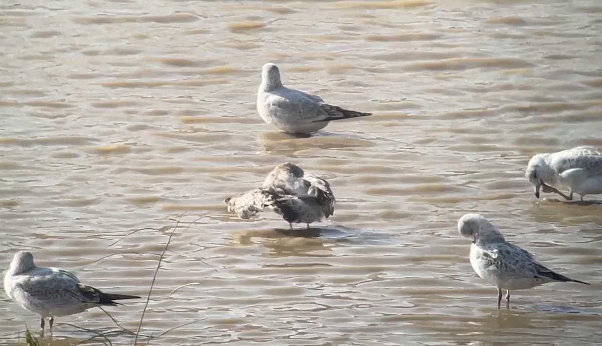 Мартиновий sp. - ML645451110