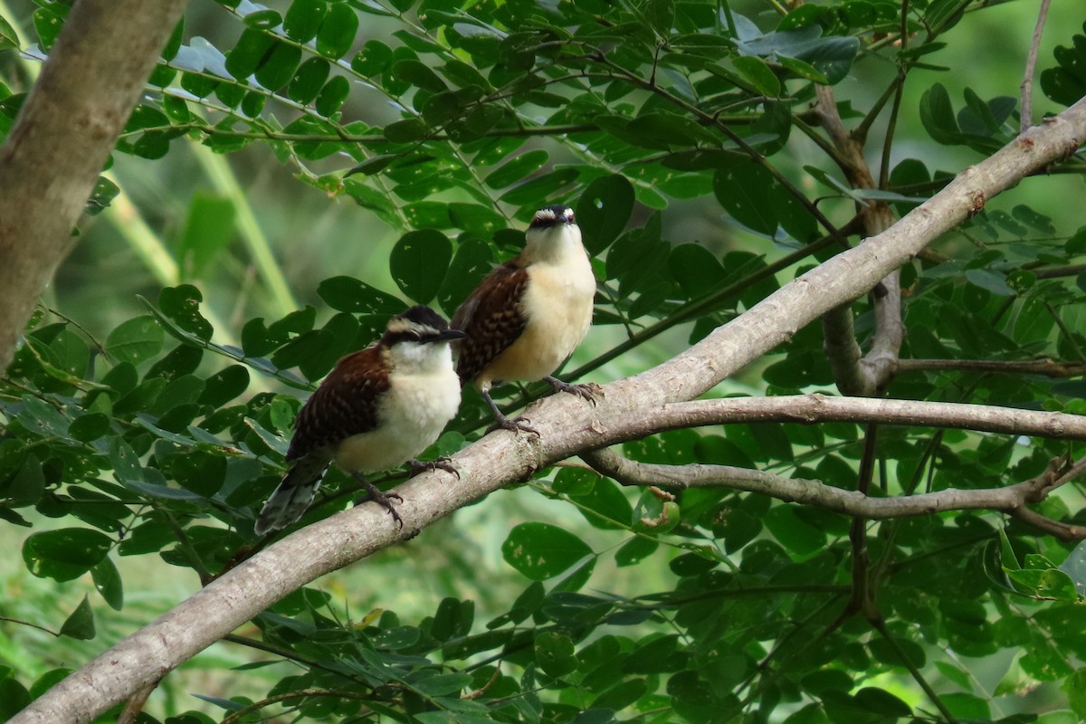 Rufous-backed Wren - ML645451111