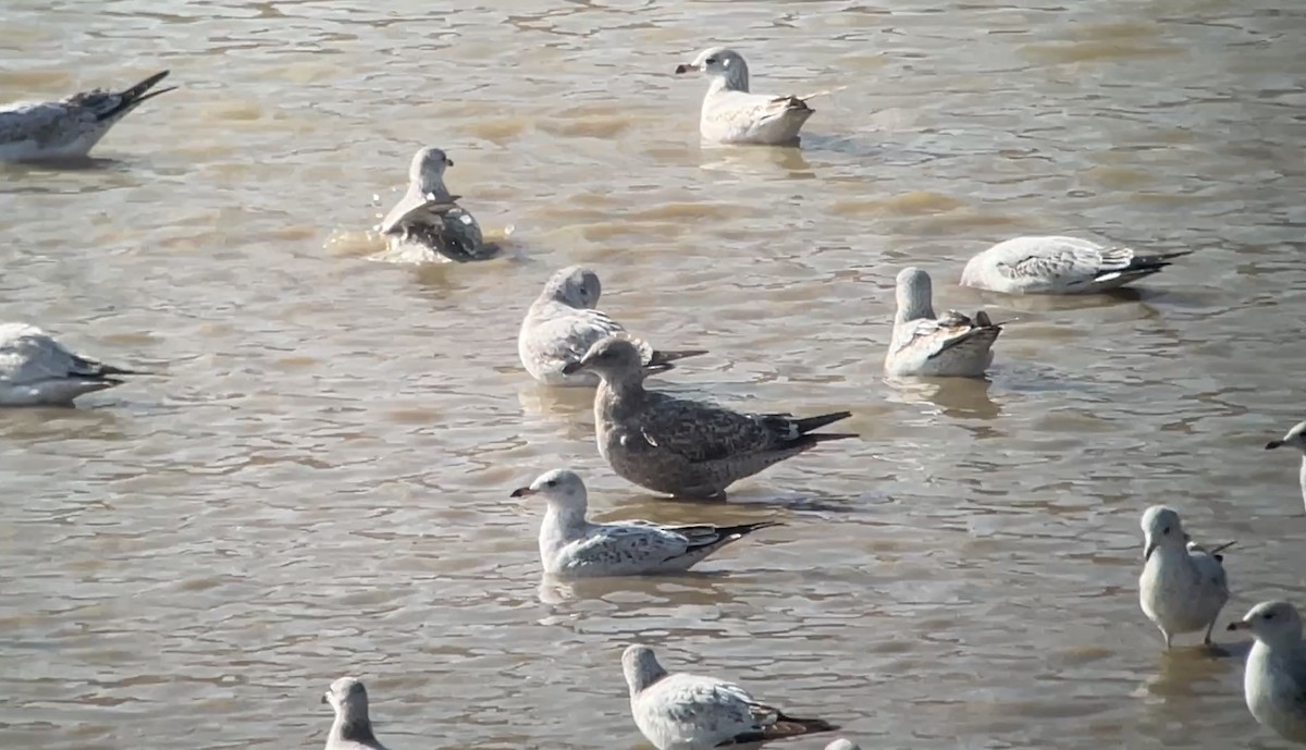 Мартиновий sp. - ML645451112