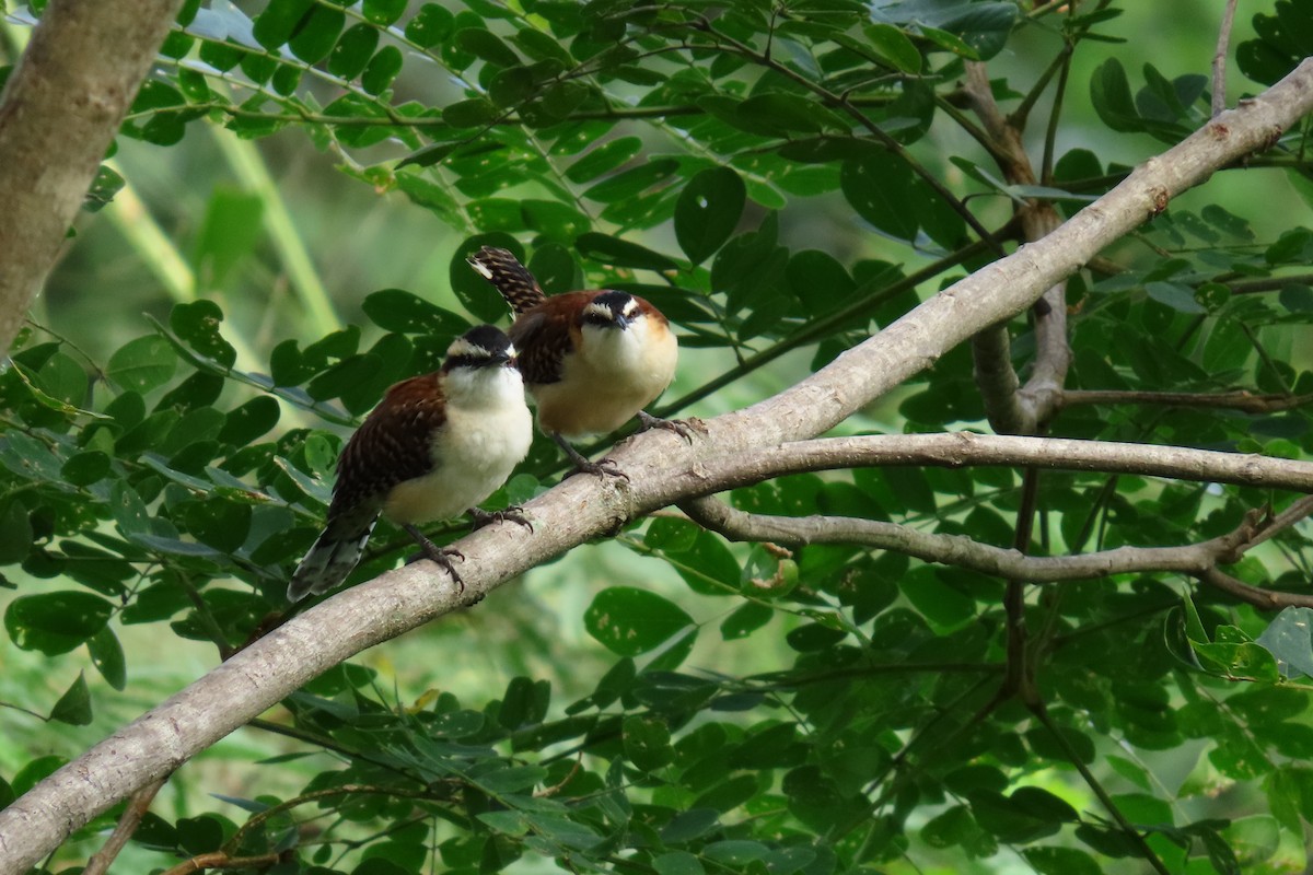 Rufous-backed Wren - ML645451113