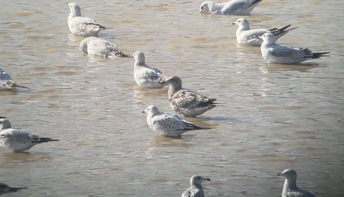 Мартиновий sp. - ML645451115