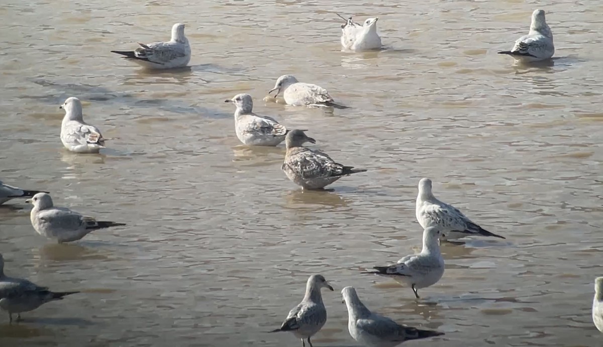 Мартиновий sp. - ML645451116