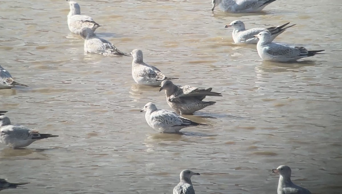 Мартиновий sp. - ML645451117