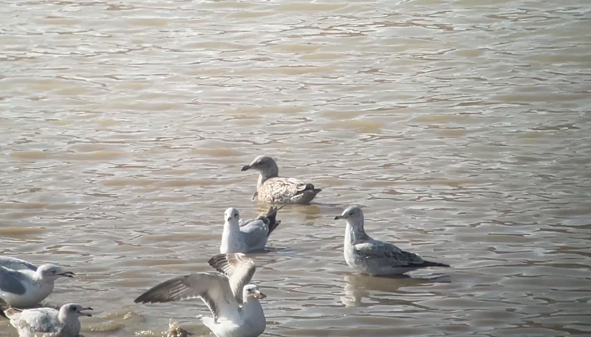 Мартиновий sp. - ML645451118