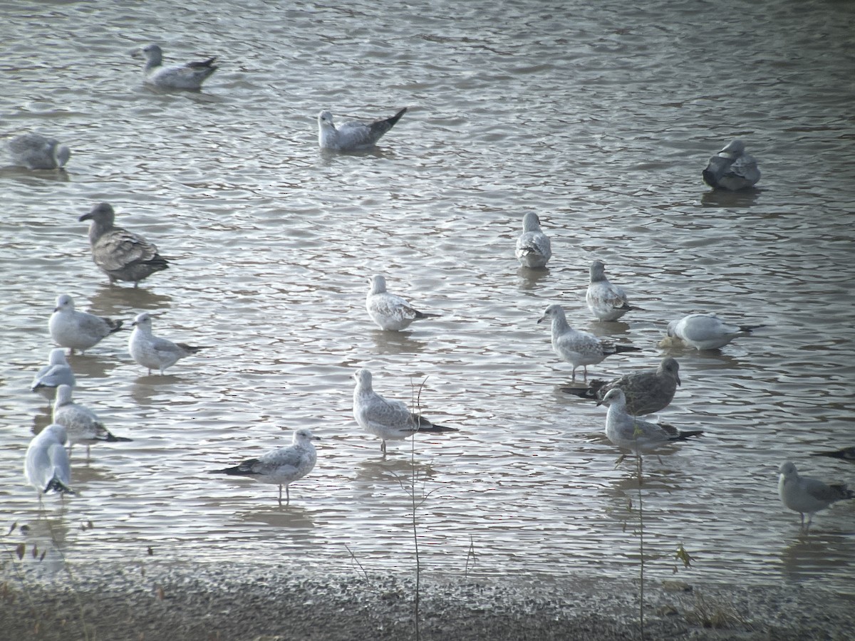 Мартиновий sp. - ML645451119