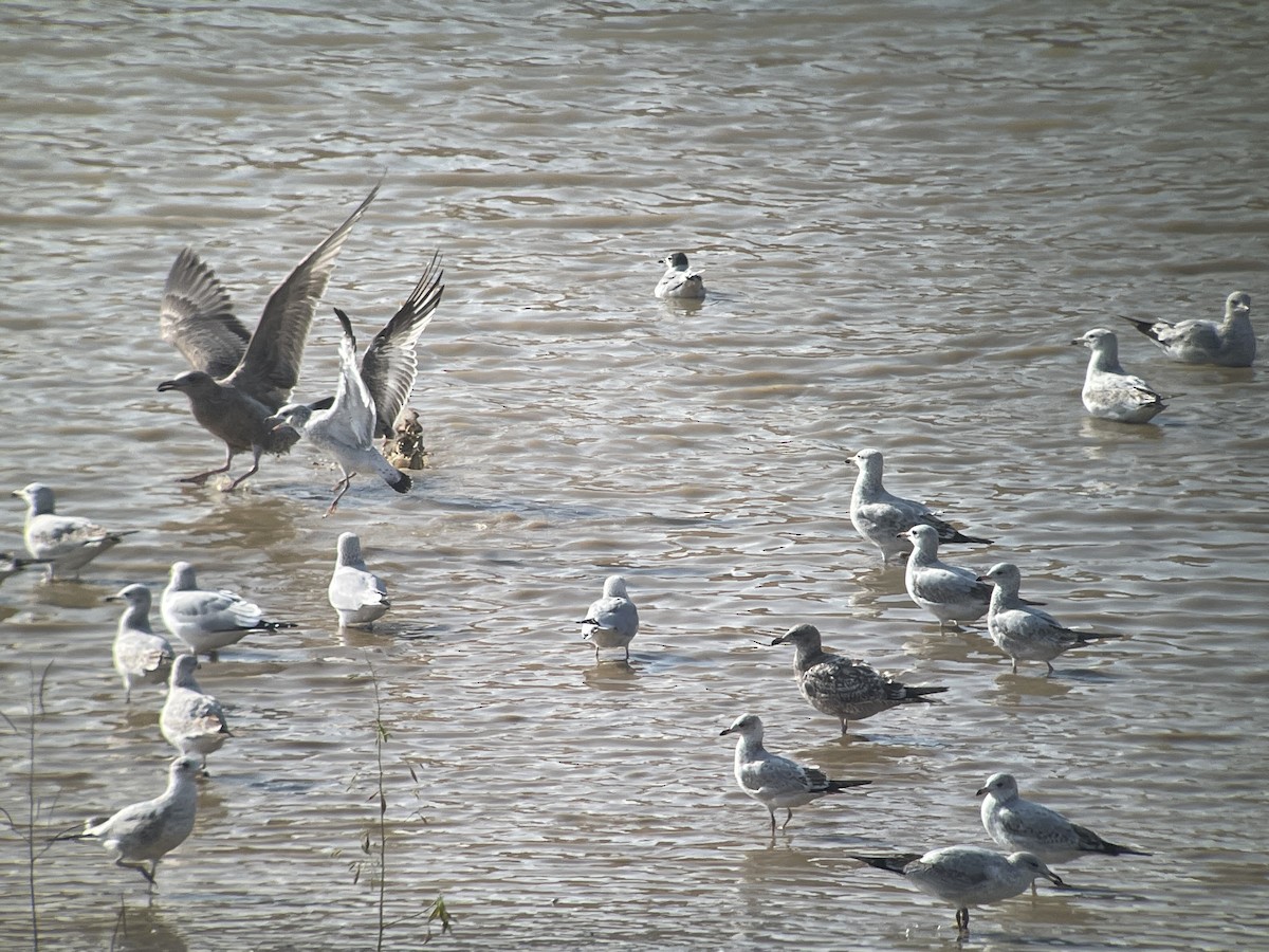 Мартиновий sp. - ML645451120