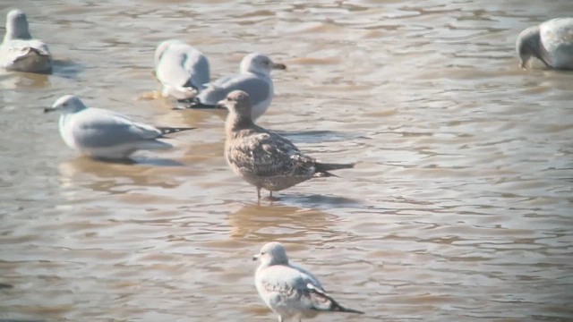 tanımsız Larinae sp. - ML645451123