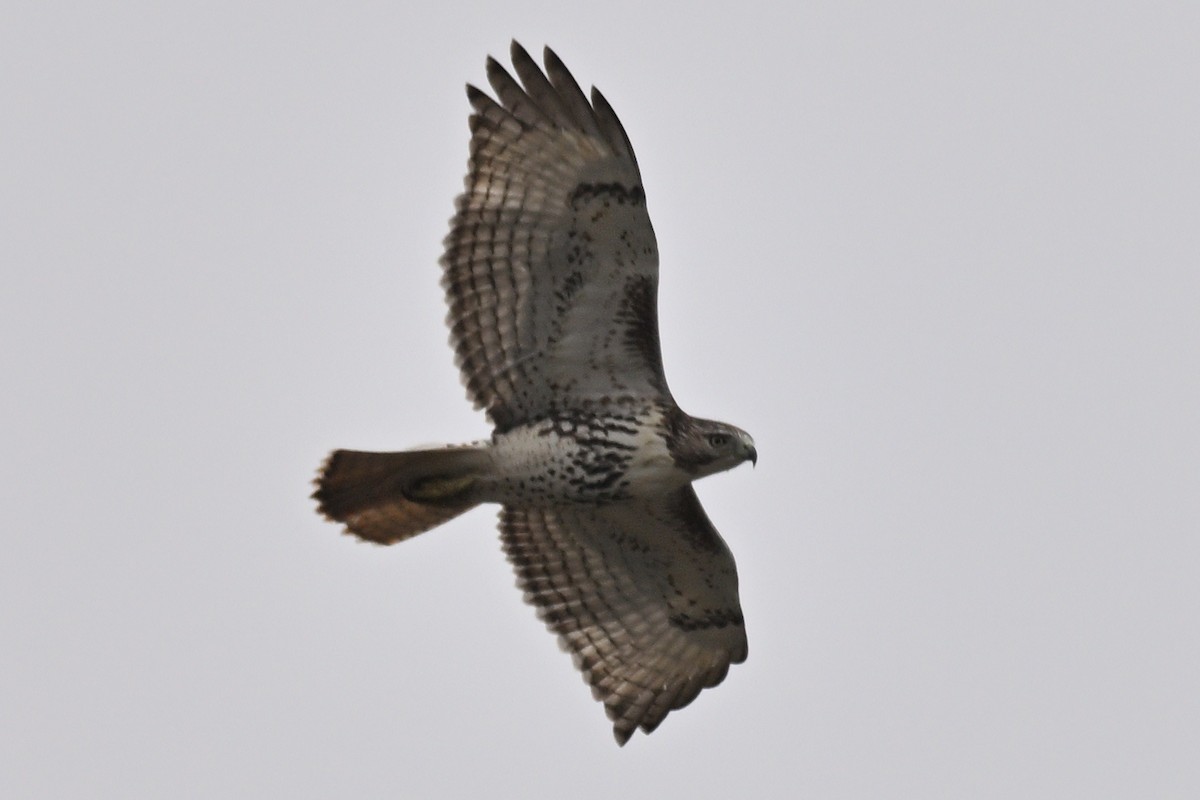 Red-tailed Hawk - ML645451124
