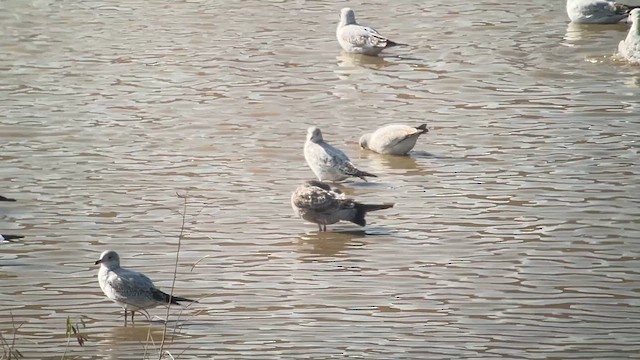 tanımsız Larinae sp. - ML645451126