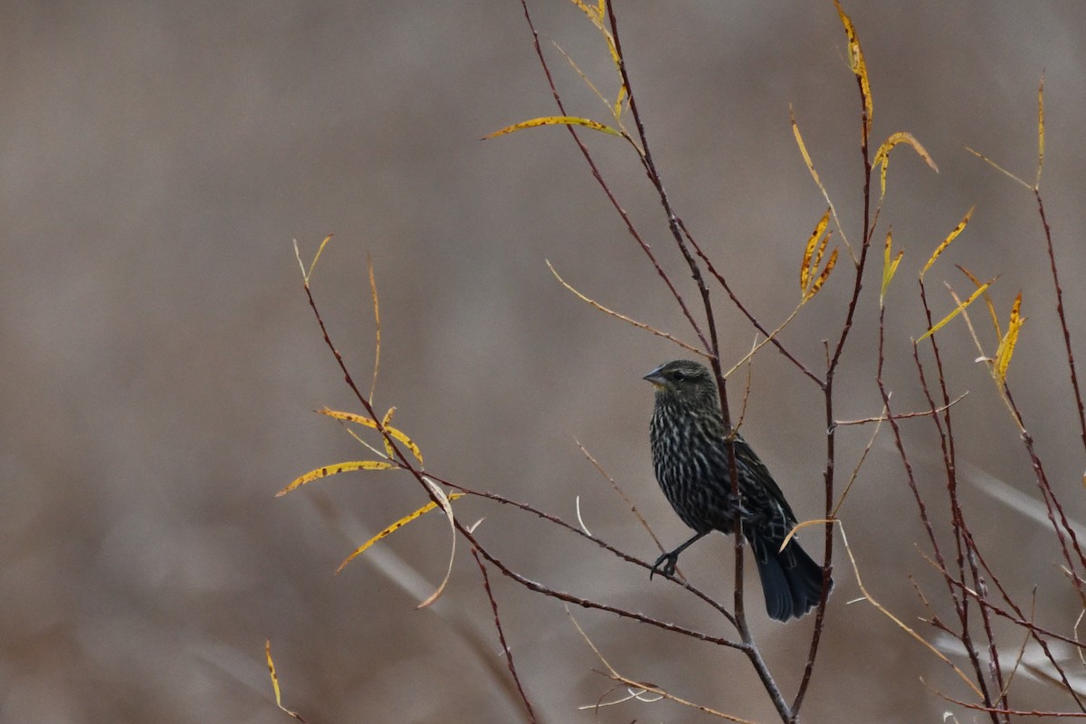 Red-winged Blackbird - ML645451135