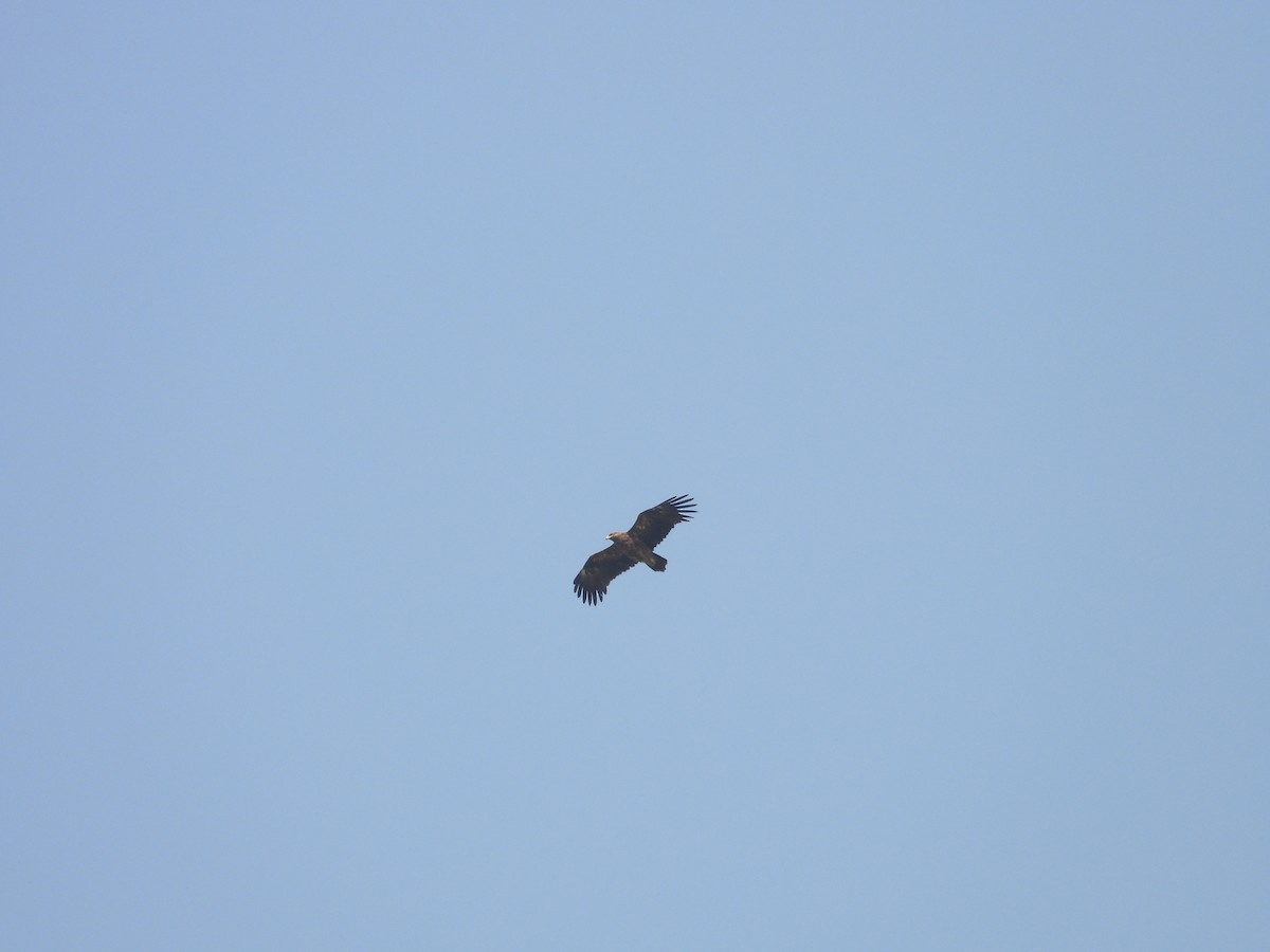 ørnvåk - ML645451137