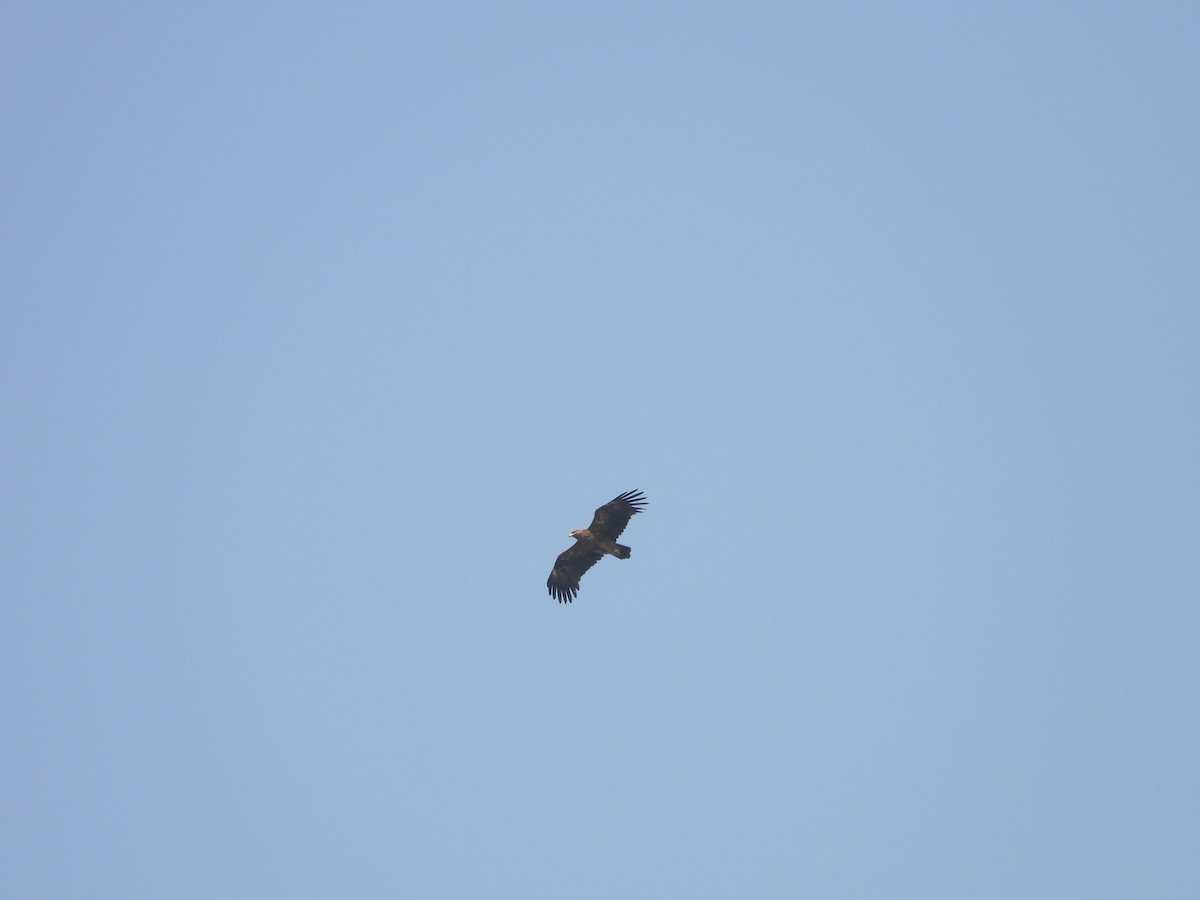 ørnvåk - ML645451138