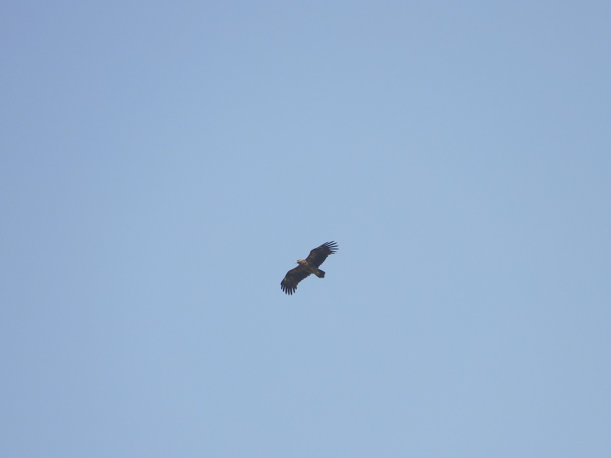 ørnvåk - ML645451139